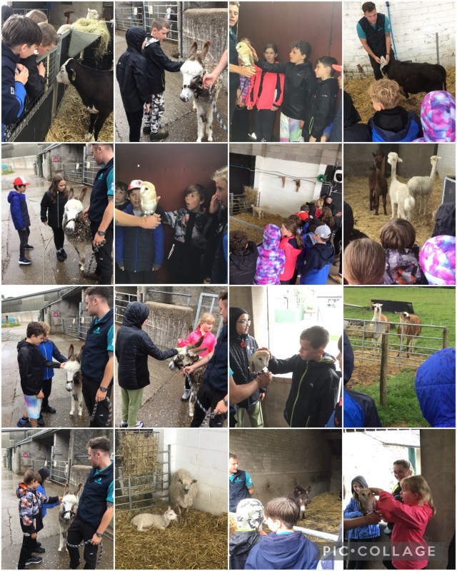 Year 6 and Year 5 Farm Visit. | SJB Primary School