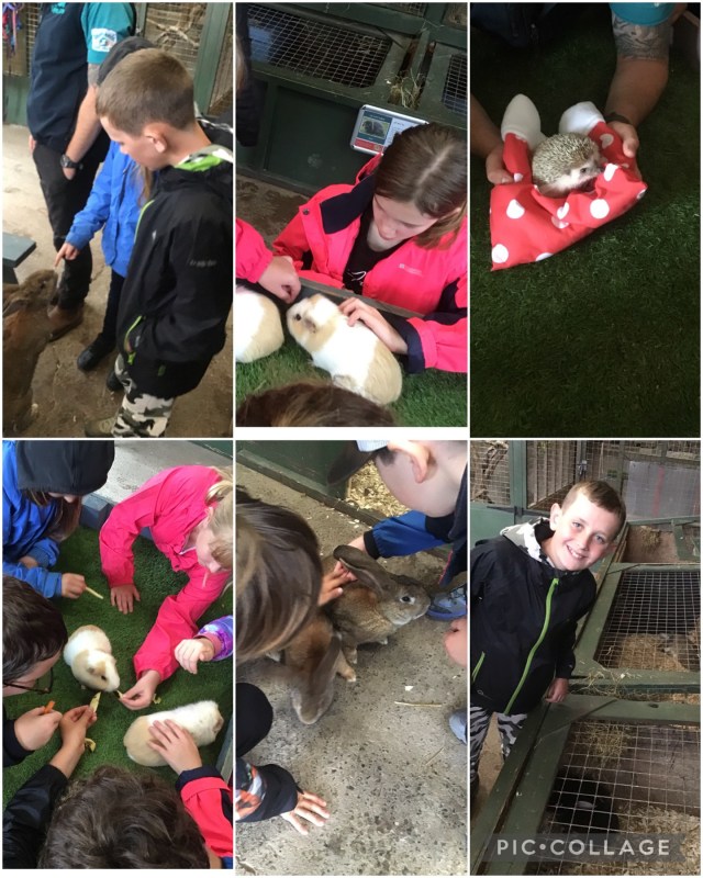 Year 6 and Year 5 Farm Visit. | SJB Primary School